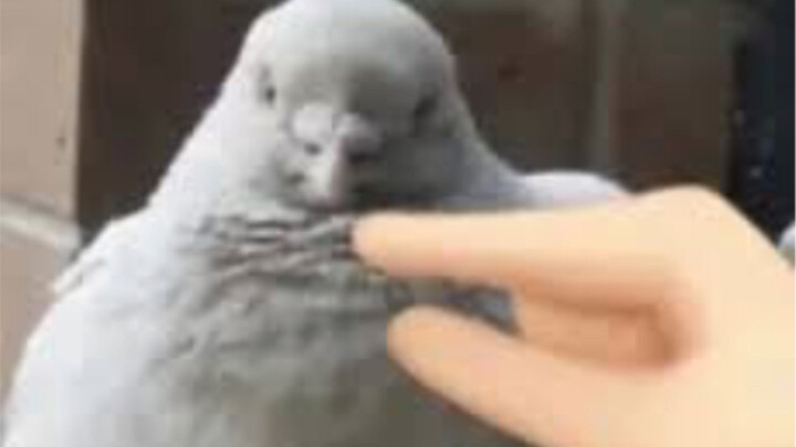 "Britain's Grumbling Life" 24.0 (Snowfall Edition)