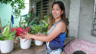 RICE WATER (Hugas Bigas) FREE FERTILIZER SA ATING MGA HALAMAN