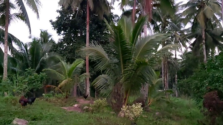 simple rural life activities