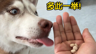 Buang obat ke lantai lalu sengaja bilang tidak boleh dimakan, apakah anjing Husky akan tertipu dan m