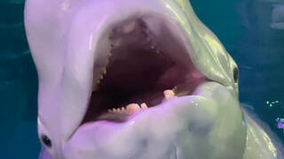 Xiao Hei begitu bersemangat setelah dua hari tidak melihatku; si kecil yang manja ini benar-benar me