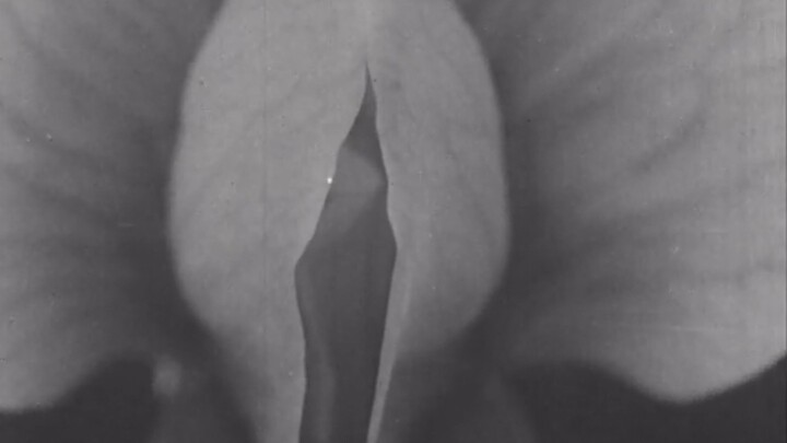 Iranon - I'm an insect who dreamt he was a man and loved it. [我是一只梦见自己变成人的昆虫，并且爱上了这种感觉。]