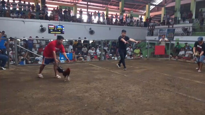 FANTASTIC COLISEUM LOSS