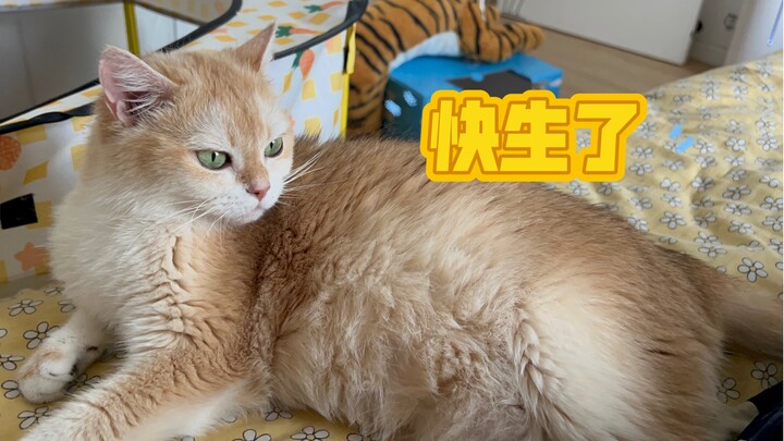 อยากรู้รสชาตินมแมว… มีใครเคยชิมแล้วบ้าง?