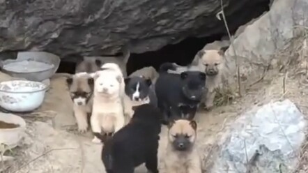 Pria ini tak sengaja bertemu satu sarang anak anjing di alam liar—tapi kenapa ada yang kelihatan sep