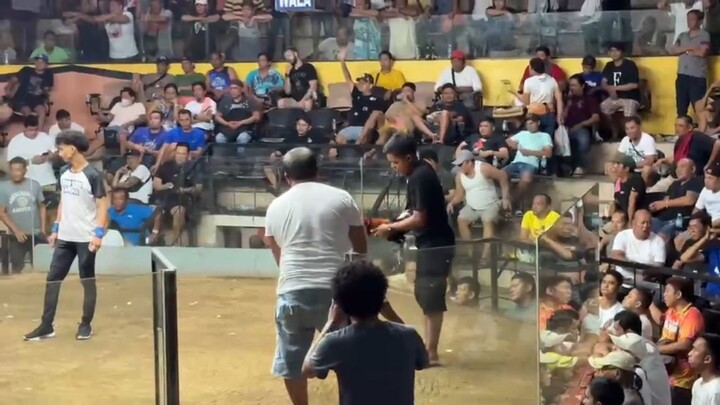 1-23-2025 3cock Derby 3rd fight (LOSS) @GRAND TEJERO COCKPIT ARENA