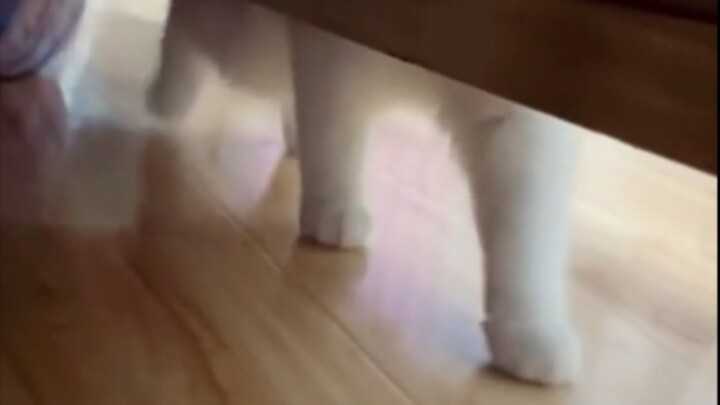 小猫要来暗杀你咯