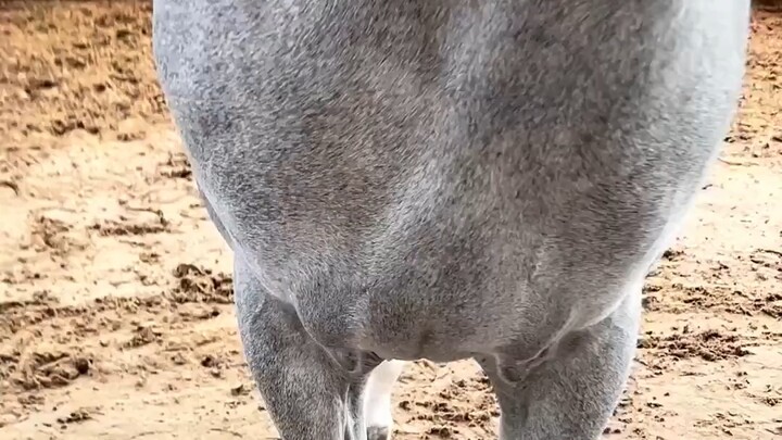 The mischievous little pony is calling for battle!