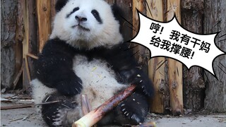 【大熊猫和花】润玥姐姐欺负了fafa，园润妈妈火速赶到，替花花撑腰