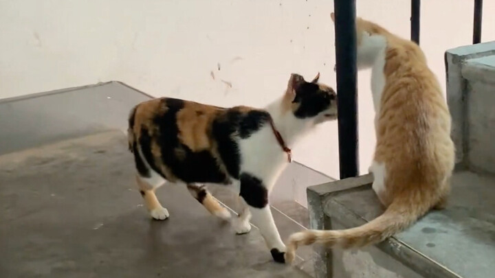 First time’s a stranger, second time’s a friend—the mother cat comes to visit her kittens.