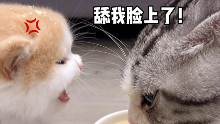 How Desperate Is This Cat to Get Its Milk?