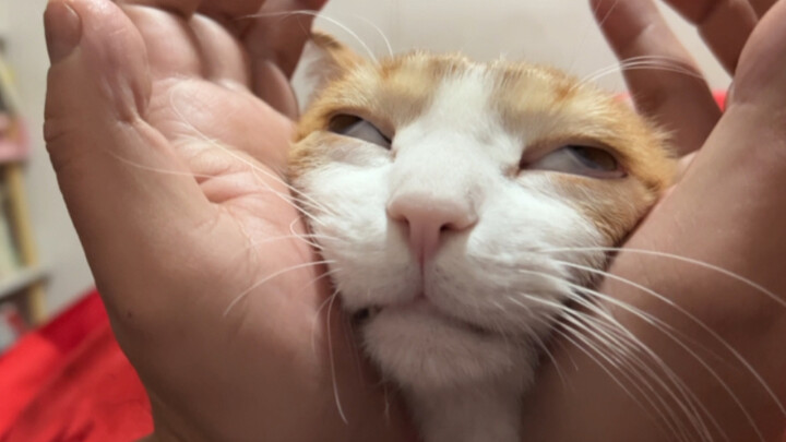 Cat: Oh~ No~ Stop~