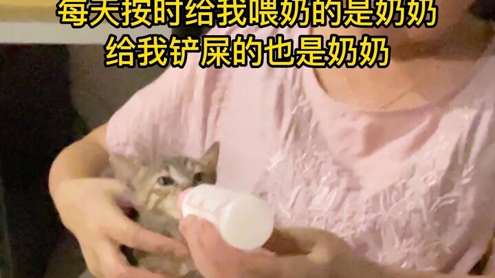 When my mother-in-law found out we’d picked up another cat, she went from nagging us to give it away