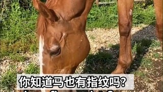 马儿也有它自己的“指纹”：附蝉，掰下来还能当作狗狗的小零食