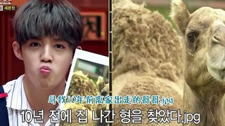 【SEVENTEEN】Động vật mạnh nhất thế giới lần thứ hai