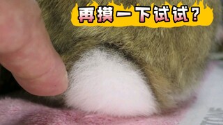 兔子尾巴摸不得