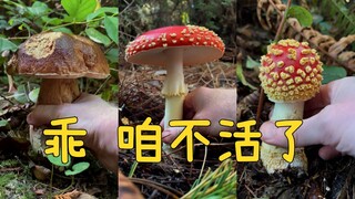 采蘑菇前先拍拍头：“起床，乖，咱不活了奥”🍄