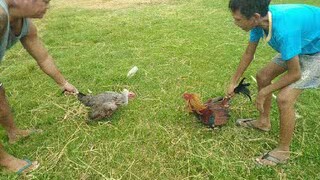 Hennie Vs Yellow legged hatch sparring parehas maingat