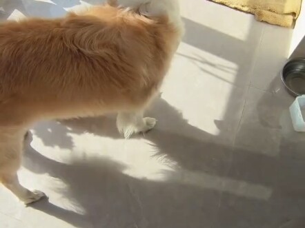 The Border Collie, Ibu Lao Wu, was being mischievous again, so I tattled on him. As for doing the di
