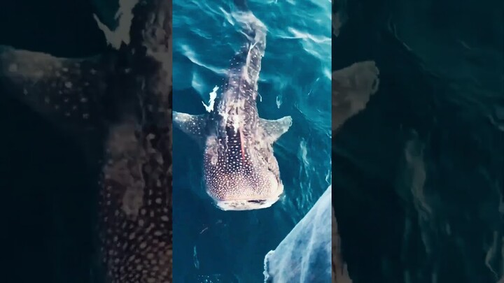 Whale Shark Mother with her Baby 🌊🦈 #sharks #sea #trip #travel  #relaxing  #shorts