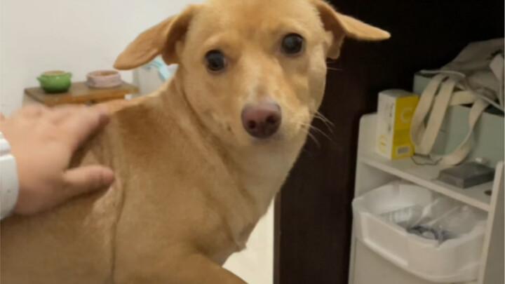 When you're suddenly mid-dog-stroking and then stop...