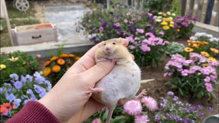 How Fertile Could a Mouse Be? See These Baby Mice!