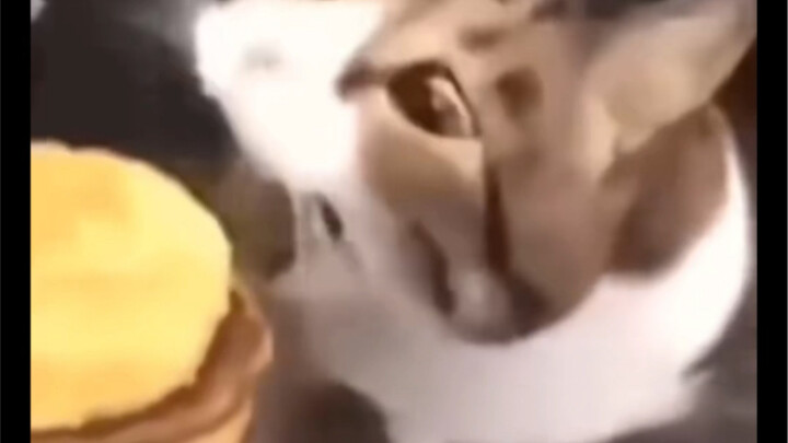 Mèo con: Lịch à!