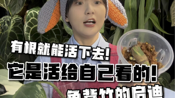 龟背竹的启迪！有根就能活下去哦！一定不能放弃自己！！！