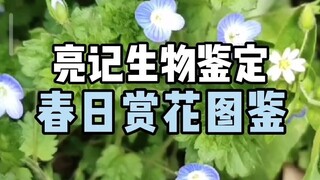 [Identifikasi Biologis Liangji] Identifikasi bunga musim semi yang difoto oleh netizen
