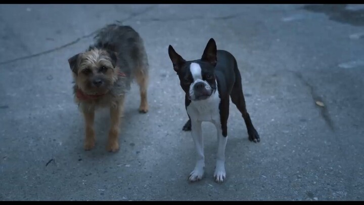 Strays Watch Full Movie:Link In Description