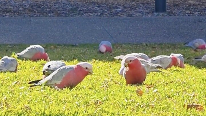 Persik manis🍑! Berguling-guling🥰! Persik manis🍑! Berguling-guling🥰! Persik manis🍑! Berguling-guling🥰