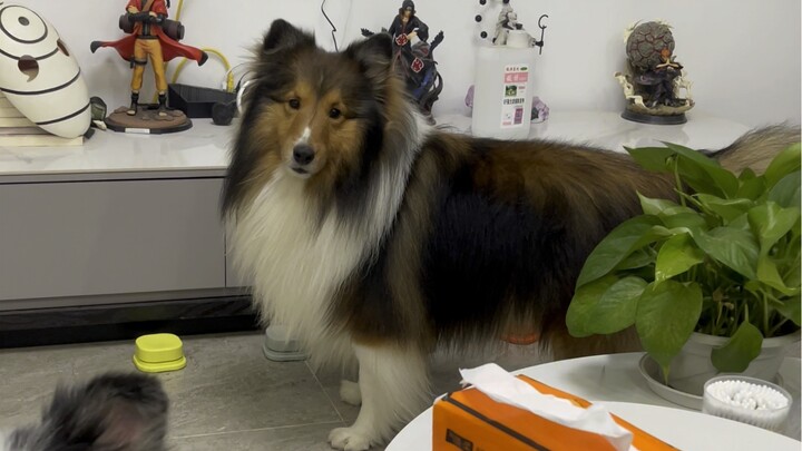 Sakura-chan tidak ada di rumah, jadi yang bisa menggantikannya bersih-bersih hanyalah Nana Kuru! Nan