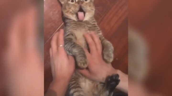 This cat… is totally worn out from all the fun!