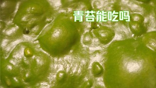 青苔能吃吗？味道怎么样，一口下去差点……