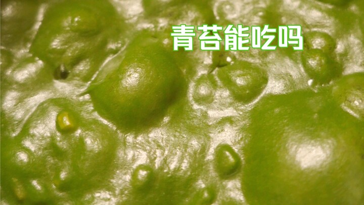 青苔能吃吗？味道怎么样，一口下去差点……