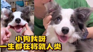 Sebuah video membuktikan hubungan anjing kecil denganmu sangat baik (terlalu mudah, ya)