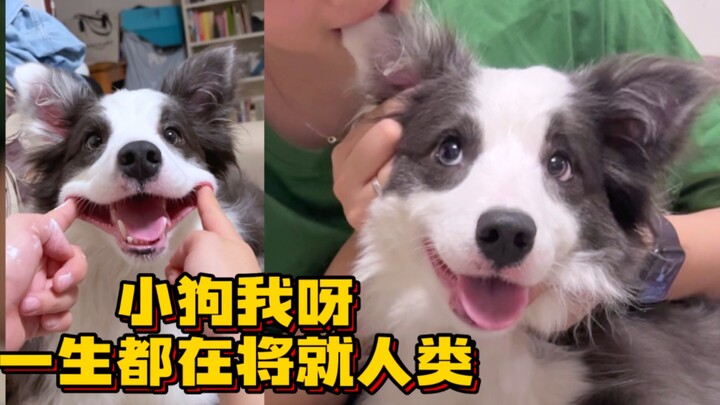 فيديو واحد يثبت أن العلاقة بينك وبين الجرو جيدة (سهل للغاية)