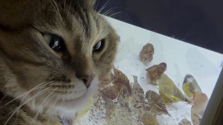 Busy siya manood ng mga ibon