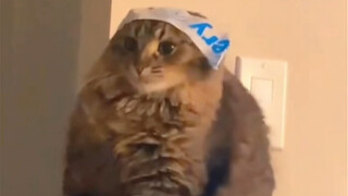 [Animal Dubbing] This tight headband doesn't hurt...