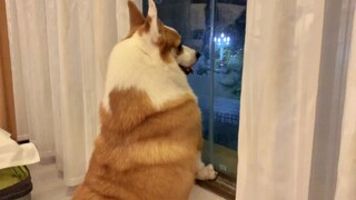 带着狗狗环游中国，狗子住酒店可太高兴了