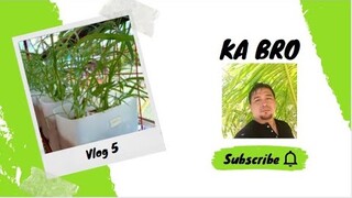 Vlog 5  | Sikretong pandilig sa Kangkong para mataba, hugas bigas, hugas isda