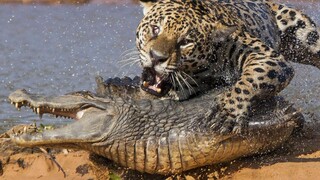 "A good crocodile will eventually meet a leopard."