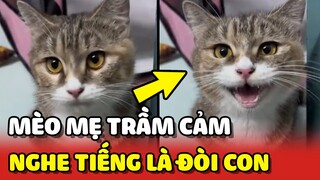 Mèo mẹ TRẦM CẢM SAU SINH cứ nghe tiếng MÈO CON là chạy đến đòi Sen | Yêu Lu