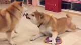 Funny Dog Videos Compilation