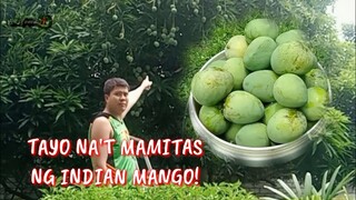 PAG HARVEST NG INDIAN MANGO | Tenrou21