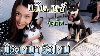 น้องใหม่ !! ไซบีเรียนหน้ามึน.. เออเรอร์สุดน่ารัก - DING DONG DAD