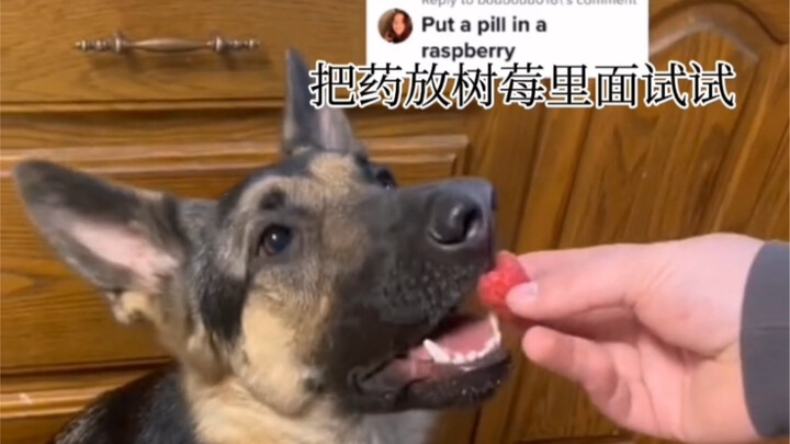 من أجل إقناع الكلب بتناول الدواء، يبذل المالك كل ما في وسعه — أي مُرَبِّي حيوانات أليف يجب أنه مر به