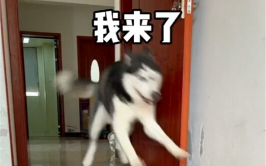 How a Mature Dog Keeps Its Owner Happy