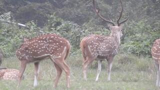 animal deer jungle survival story #animal # jungle