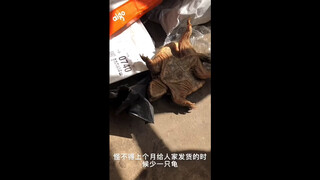 Caring for animals is everyone's responsibility. If a turtle escapes, look around in the dark—it mig